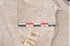 Foto (Detailansicht) von Dictyopteris brongniarti Gutb. (NHMW-GEO-2024-0188-10953)